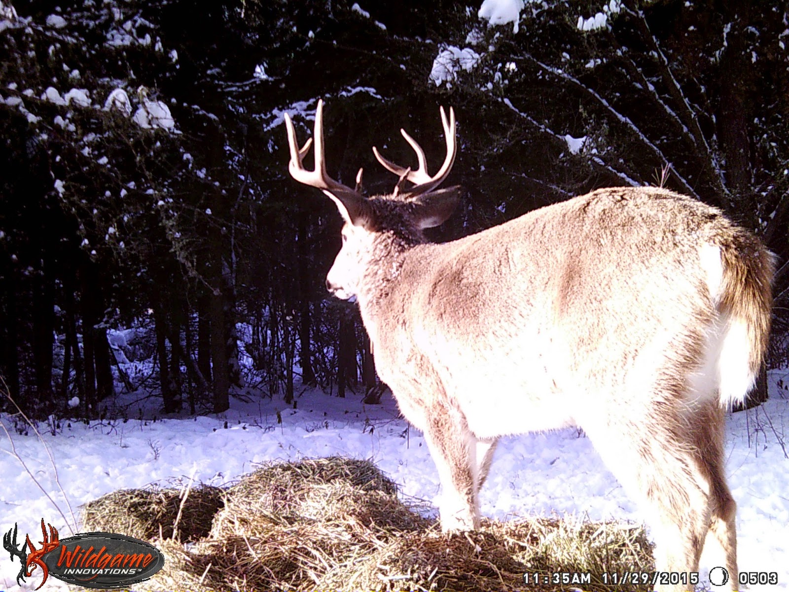 Saskatchewan Wild Whitetail/ Mule Deer Cross