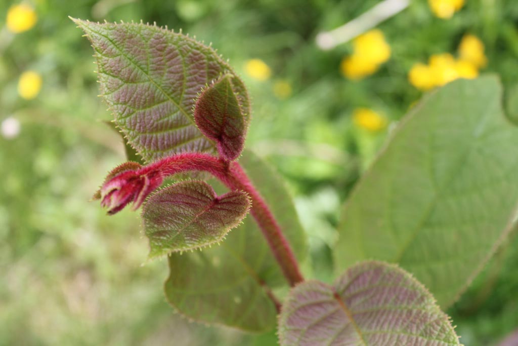 HOW TO GROW KIWIFRUIT FROM SEED The Garden of Eaden