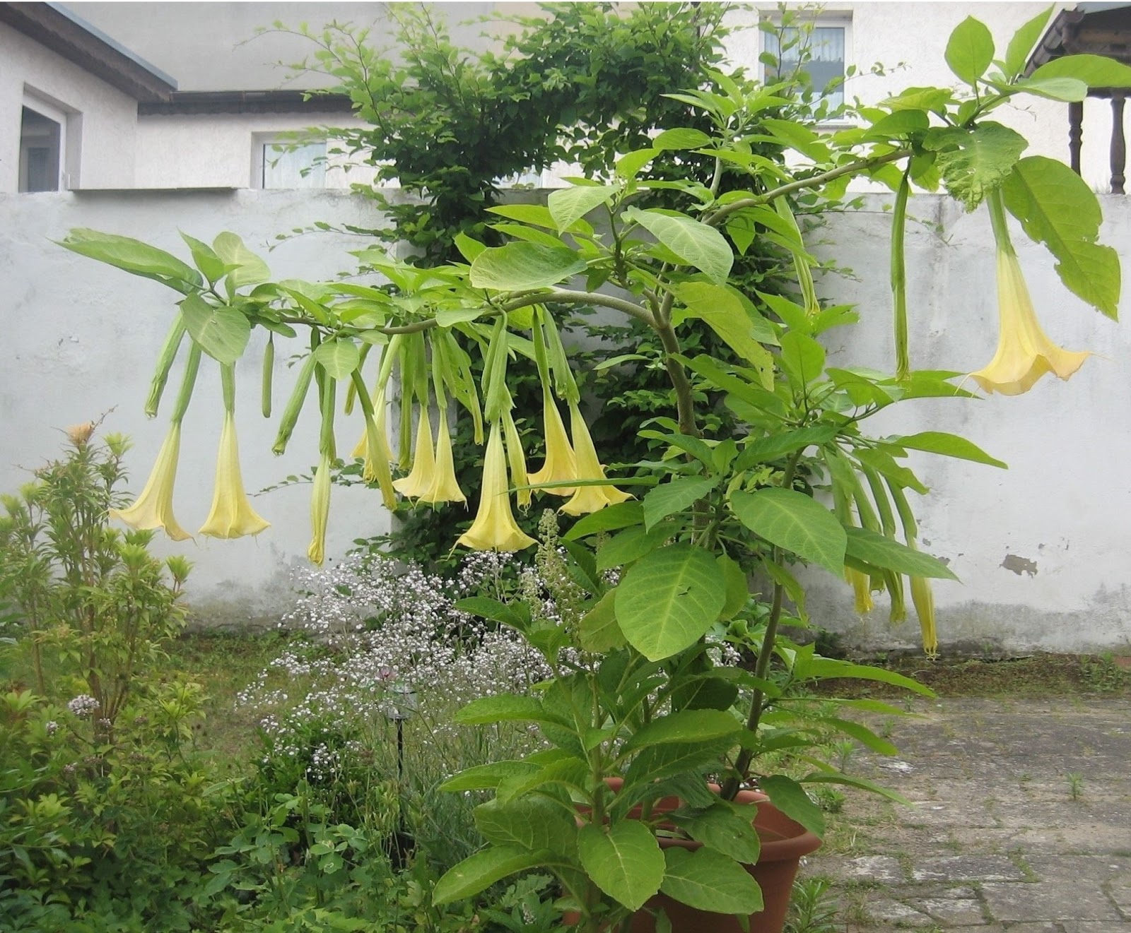 altes-und-neues-von-bernd-nowack-dessau-engelstrompeten-bl-te