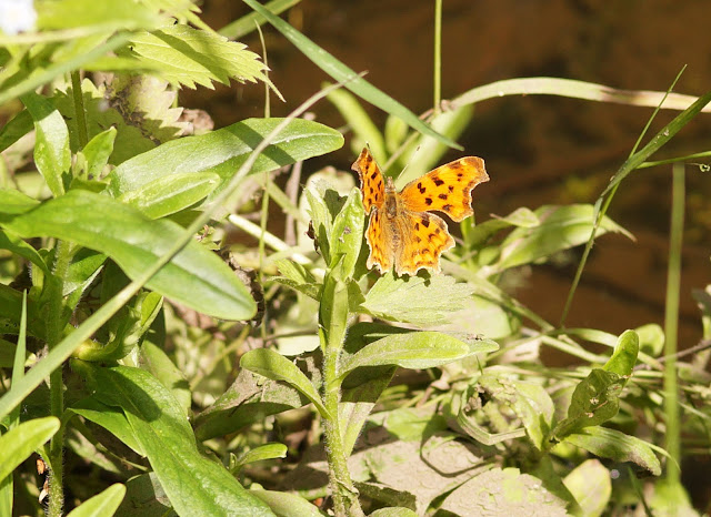 butterflies spotted in Norfolk in summer