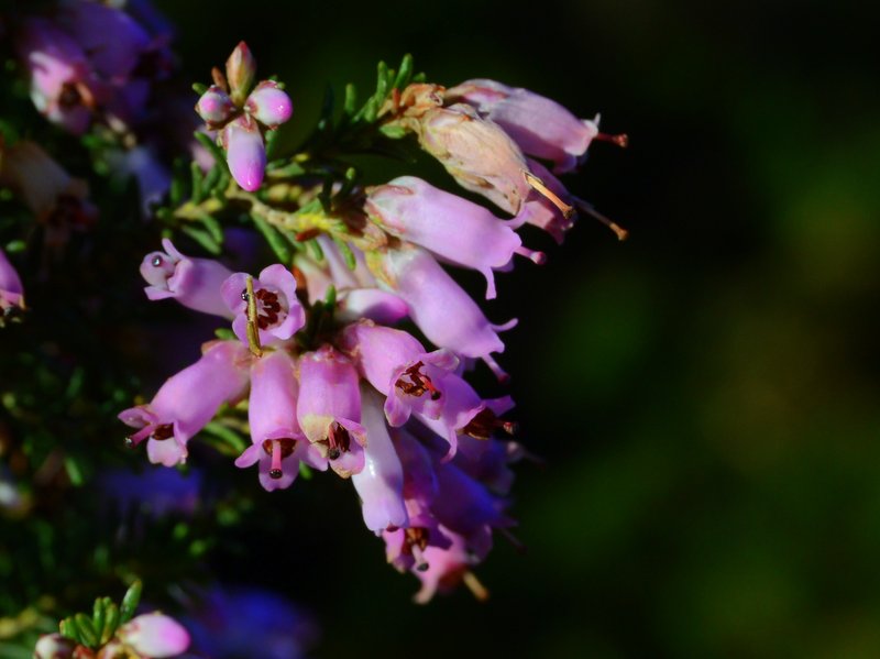 Hablando en verde El alcornocal, mucho más que un bosque de alcornoques.