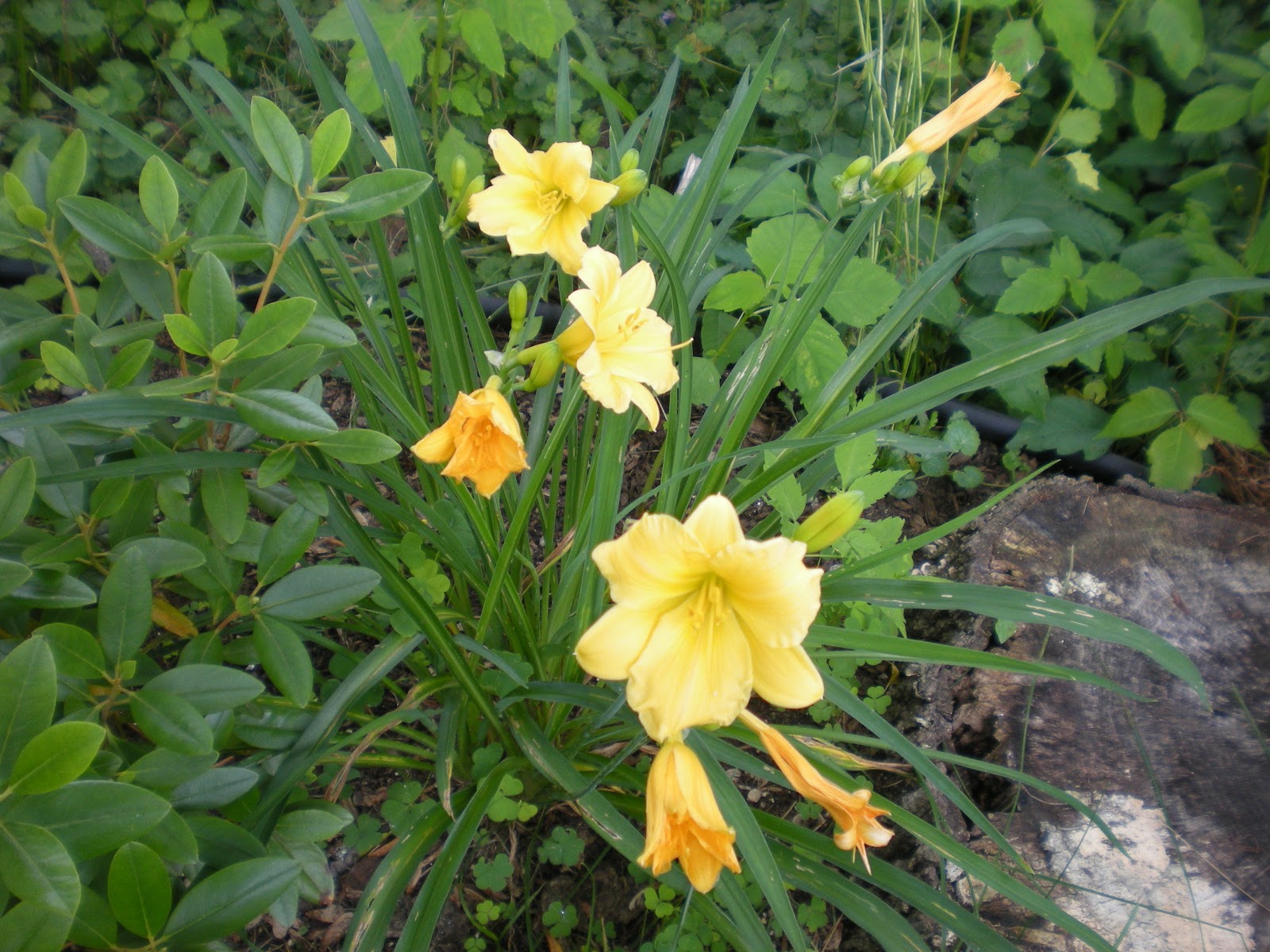 Garden Minutes 庭日記 Lilies coming out