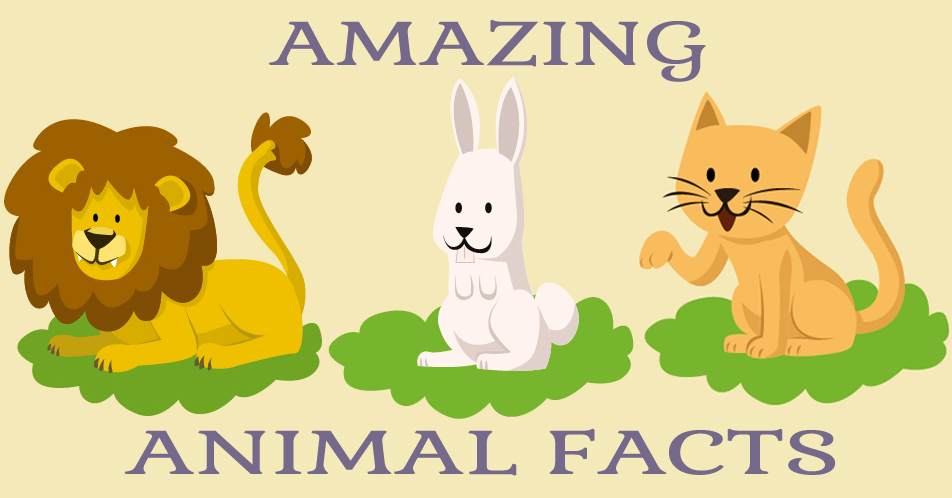 Facts about animals. Amazing animal facts. Interesting facts about animals. Amazing animal facts 3 класс. Interesting facts about animals for children.