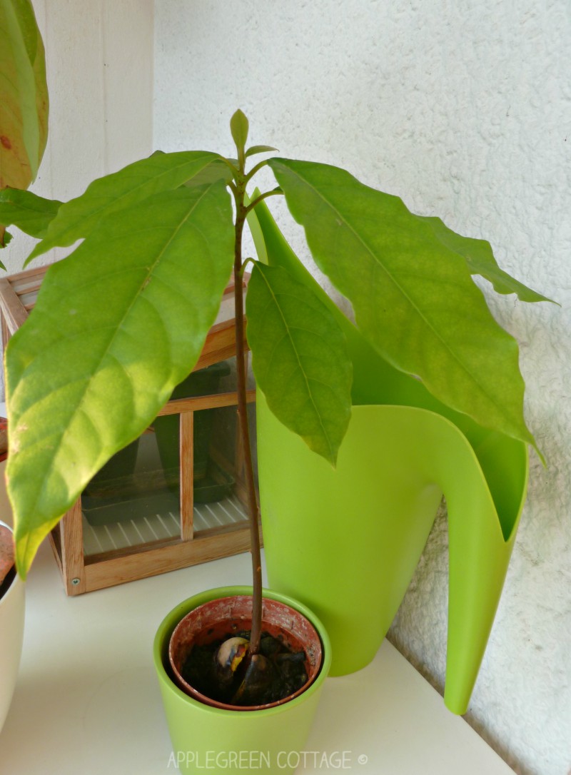 How to Grow an Avocado Tree The Easy Way AppleGreen Cottage