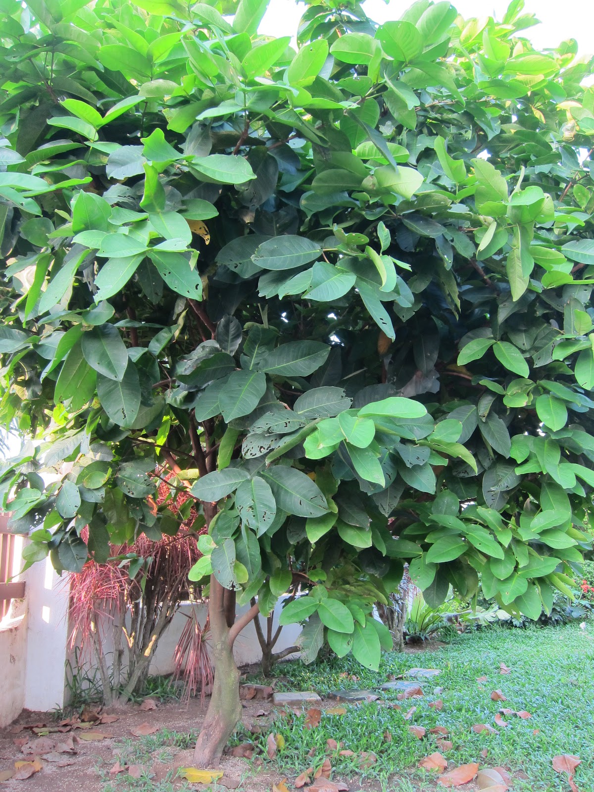 Venture into Fruit Tree  Planting Jambu  Air Through 