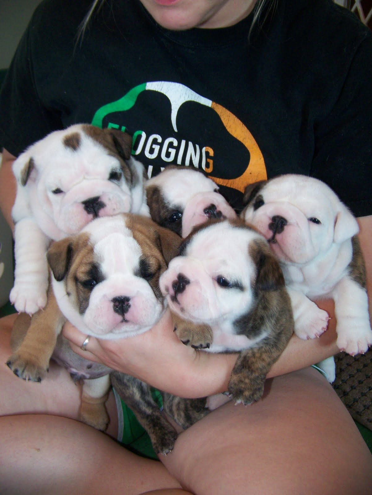 English Bulldog Puppies The PUPPIES at 3.5 Weeks Old