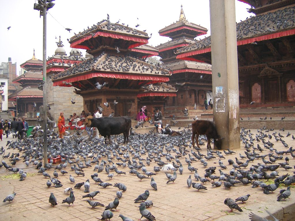http://3.bp.blogspot.com/-yhXCYeHZN2c/T99DLuJlIkI/AAAAAAAAD84/LIYXZUpzthg/s1600/Nepal-Durbar-Sq-cows-pigeons.jpg