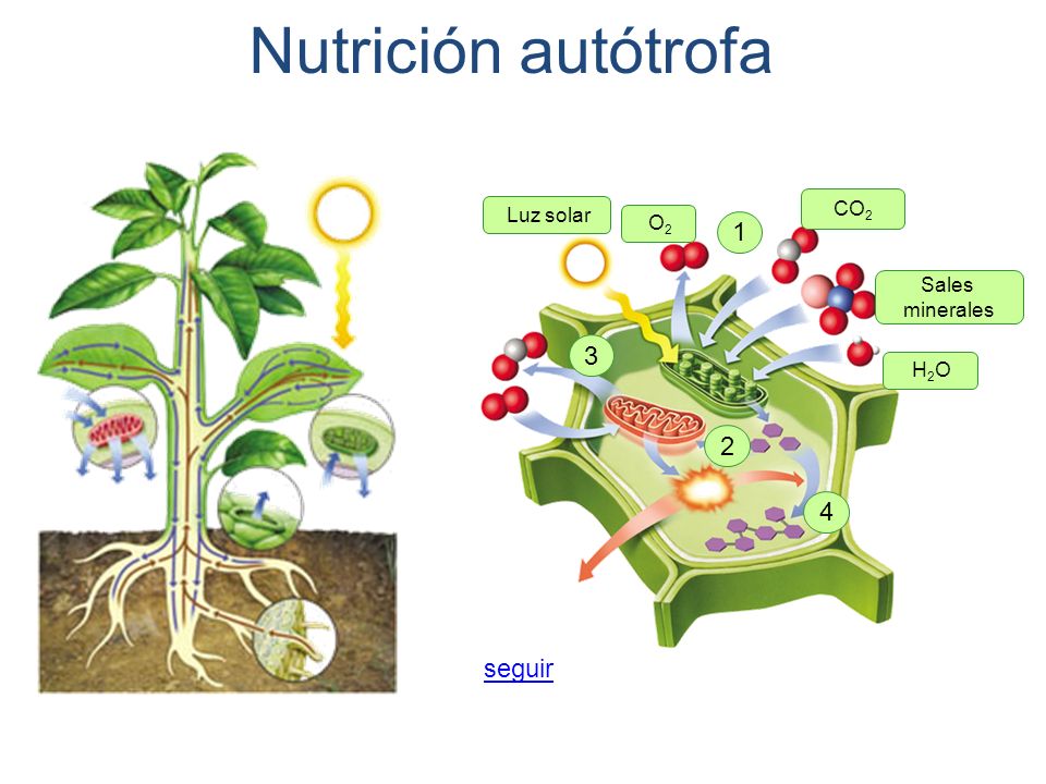 Crecemos aprendiendo Tema Los seres vivos Crecemos aprendiendo Tema Los seres vivos