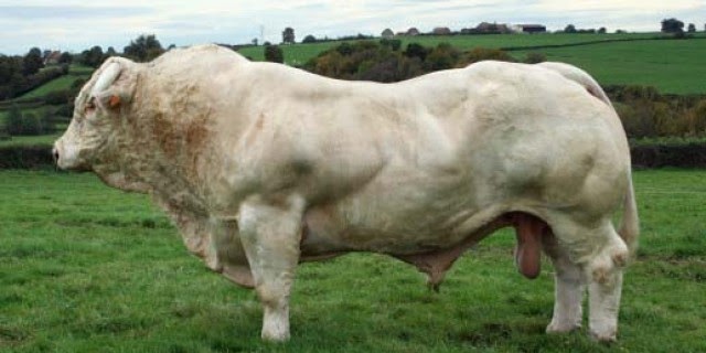 gejala penyakit papillomatosis pada sapi