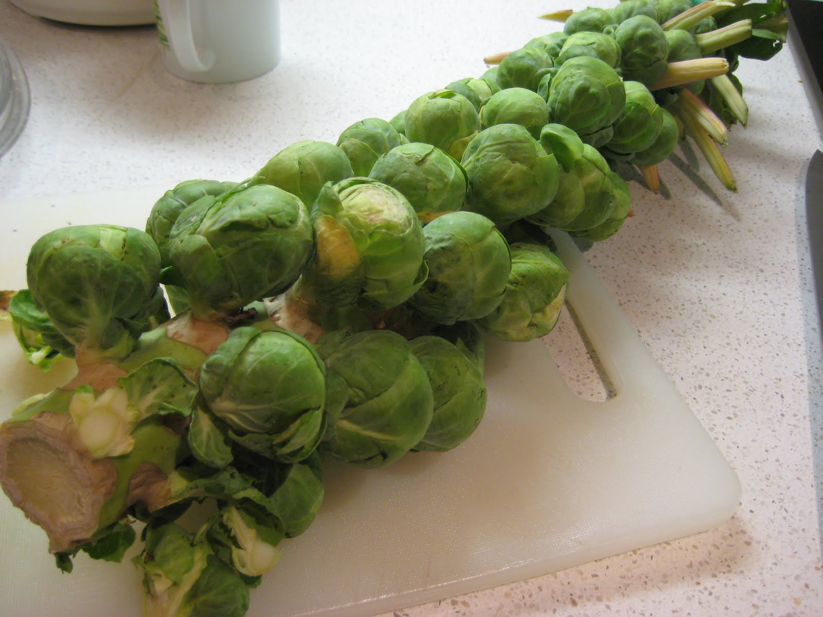 The Queen of Shibas Vegetable of the Day Brussel Sprouts