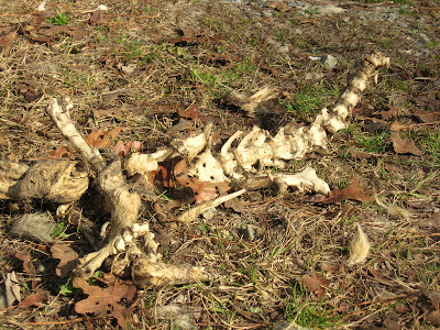 coyote remains