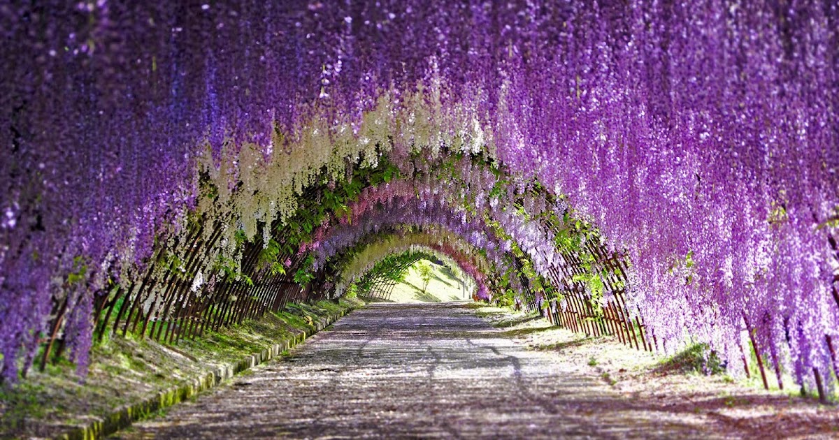 Wisteria blooms at Kawachi Fuji Gardens in Kitakyushu, Japan © Wibowo
