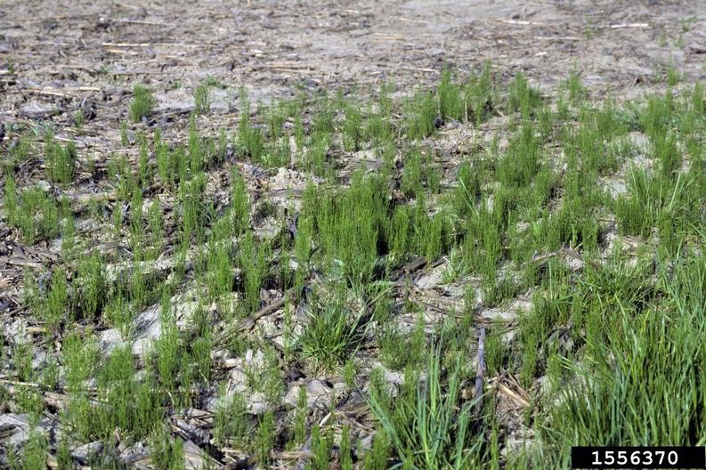 Clatsop County Master Gardeners Association Ask an Expert How to Get