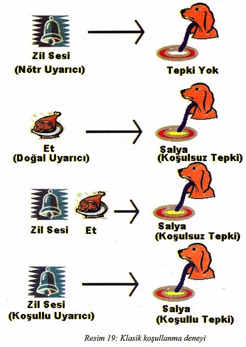 İvan Pavlov Kimdir? &quot;Şartlanma&quot; Üzerine Olan Çalışmaları BİYOLOJİ OKULU