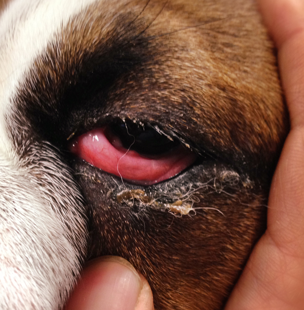 Help My Dog Has Cherry Eye Bowen Hills Vet Fortitude Valley Vet Pet Shop New Farm Teneriffe Newstead Bowen Hills Brisbane