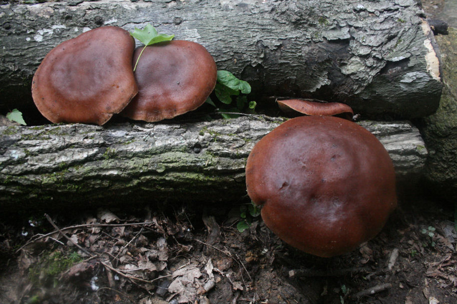 The Öko Box Help Me ID this Mushroom!