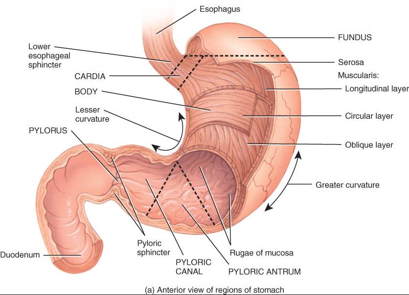 esfinteres esofagicos
