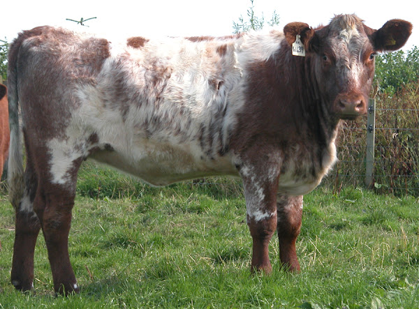 breeding beef cattle, beef cattle breeding, how to breed beef cattle, breeding beef cattle for beginners