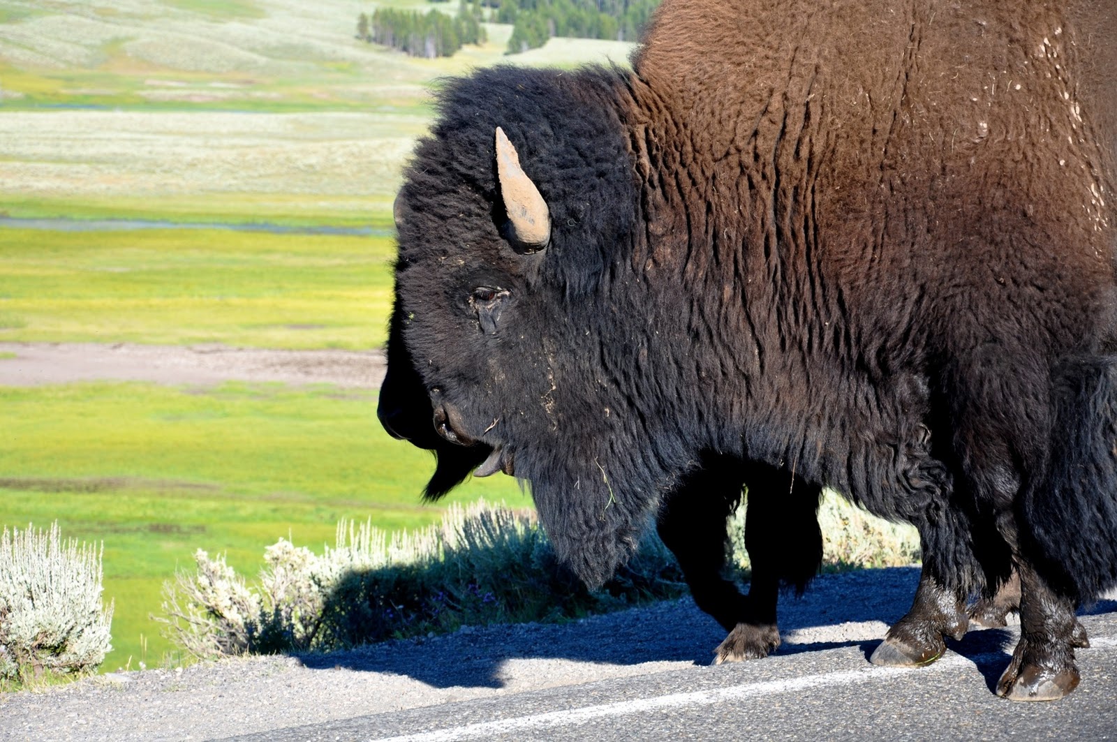 Bison