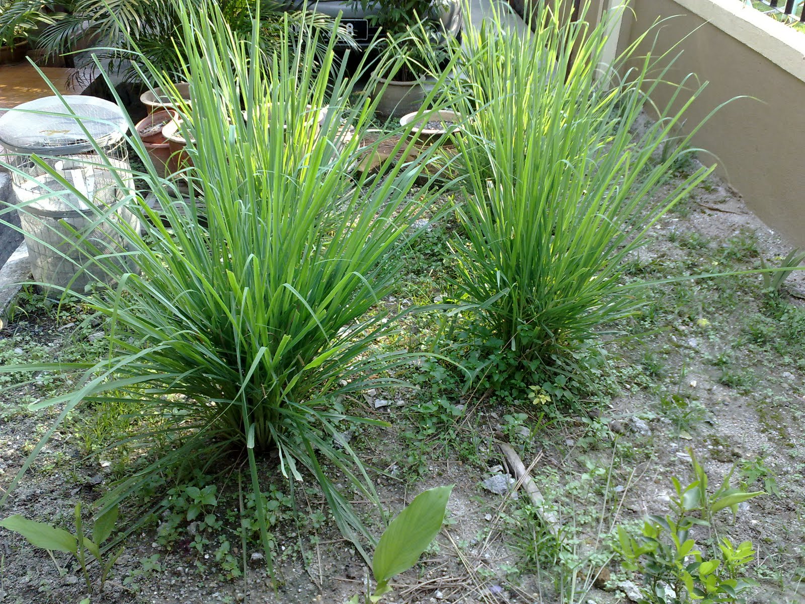 WARISAN TIMUR: Jom Tanam Pokok!!