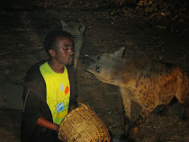 Hyenas being fed stringy meat extended by mouth from a stick, Harar (Ethiopia)