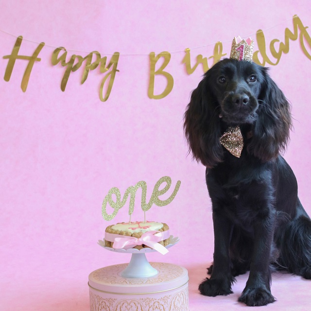 How to throw a doggy Birthday Party
