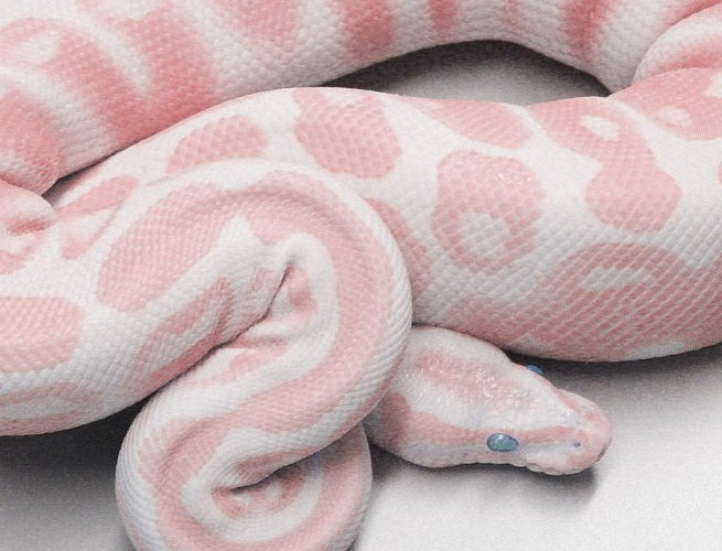 domenica.pink+and+white+exotic+snake