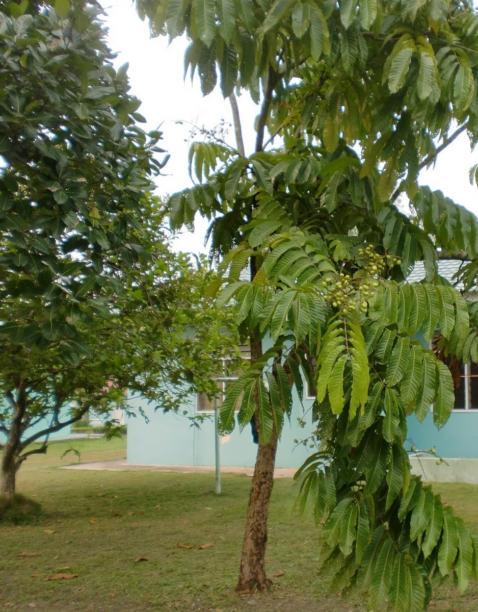 hidup penuh warna: Buah Matoa? Aku baru tau....