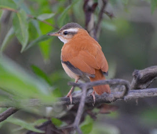 Pale-Legged Hornero, Furnarius leucopus