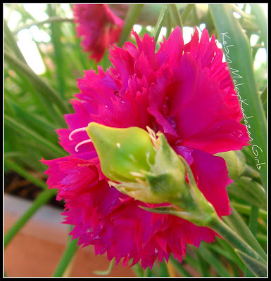 Gambar Bunga Carnation 