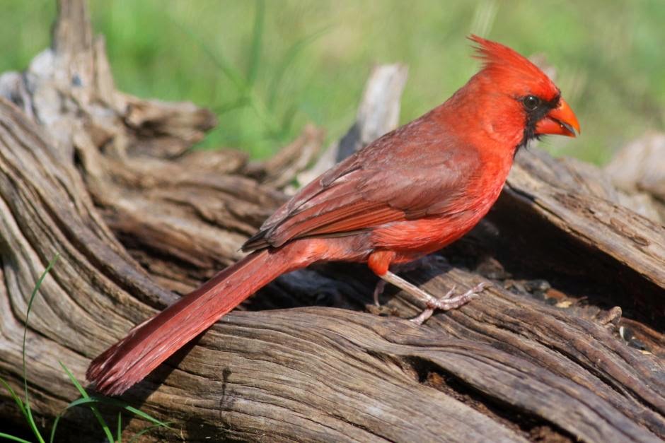 Мадагаскарский кардинал. Виргинский кардинал. Как выглядит кардинал. Как выглядит кардинал. Красный кардинал красный кардинал птица.