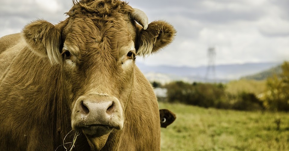 ¿De dónde viene la leche?