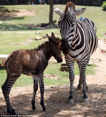 Kuweight 64: WHAT HAPPENS WHEN A DONKEY CROSSES A ZEBRA