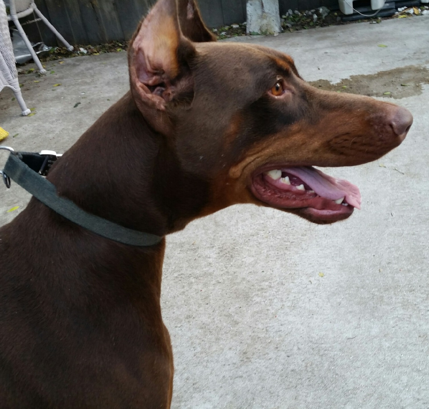 Encore Breeds Red Doberman Puppies for Sale!!!