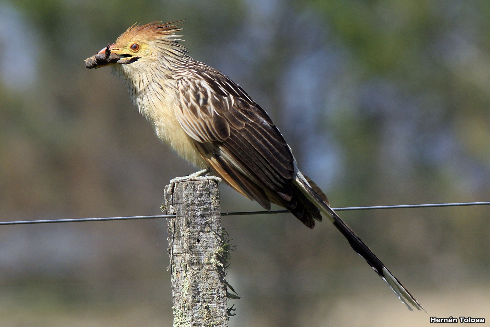 Aves Bonaerenses: El pirincho y el sapo