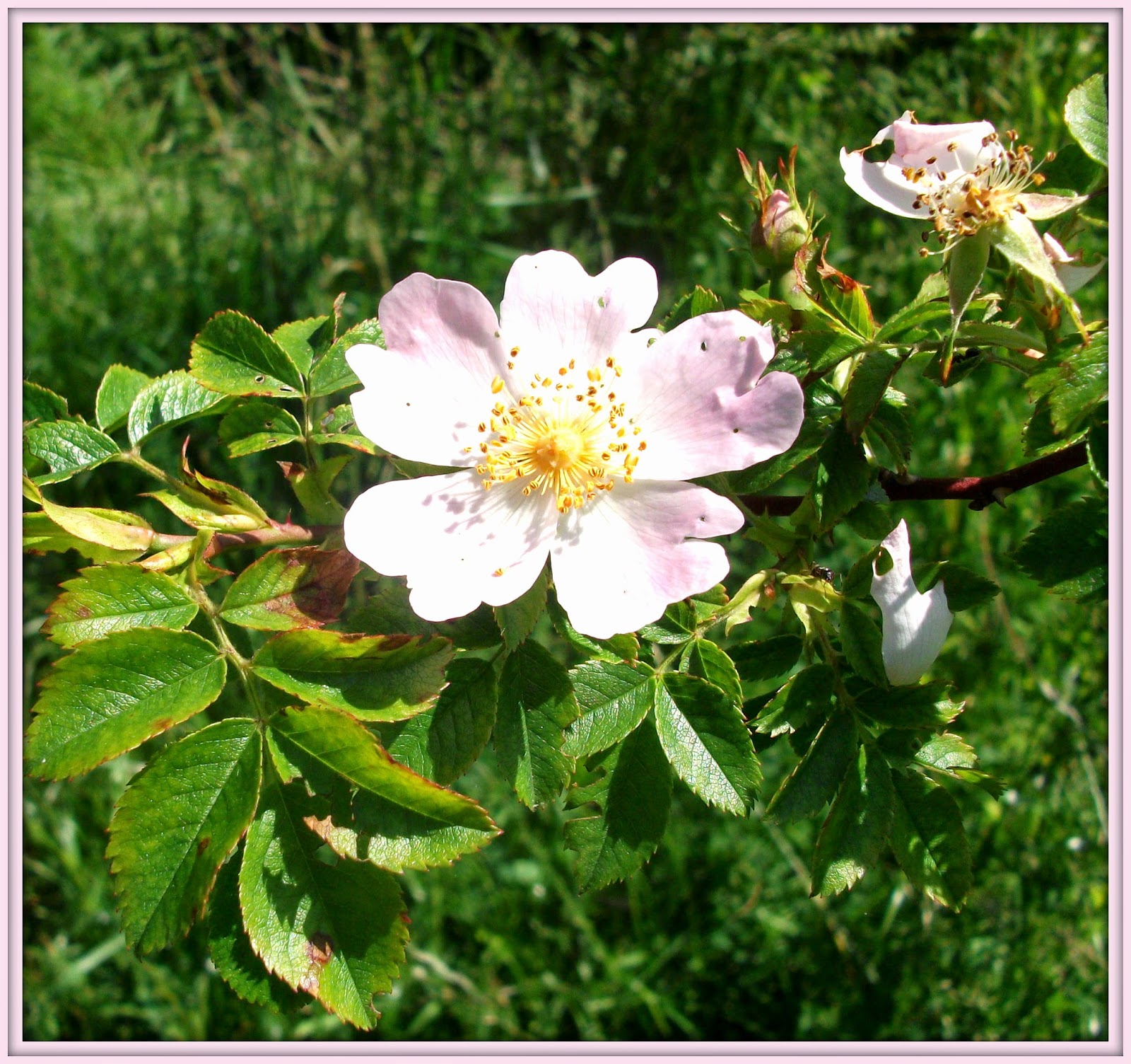 In English, pleaseee...: Where the wild roses grow...