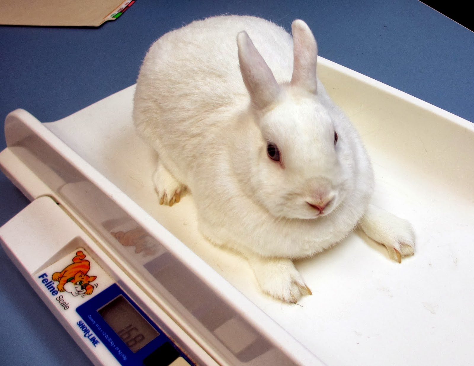 Rabbit Ramblings Bunny vet visit