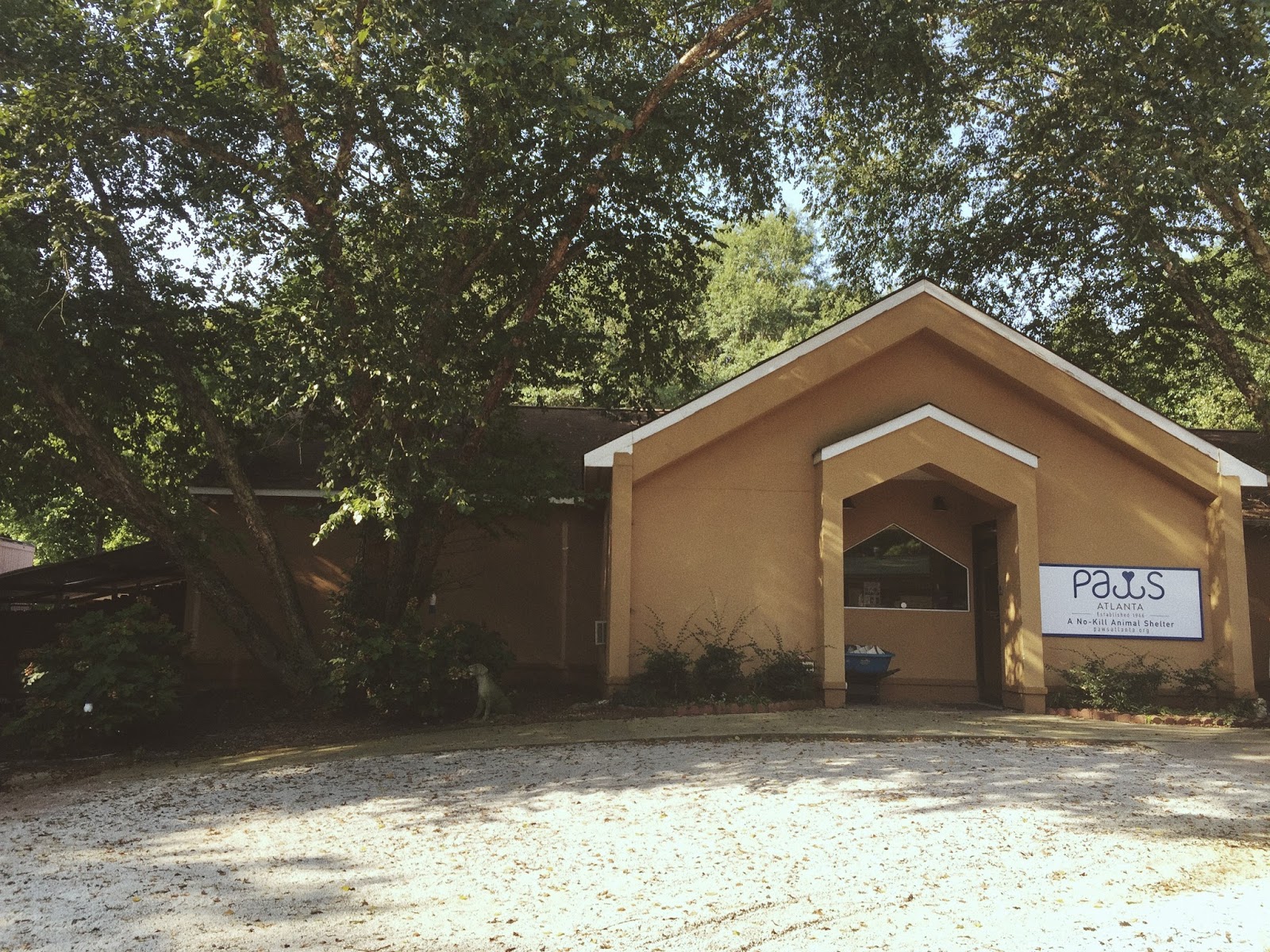 Paws Atlanta the active spirit.