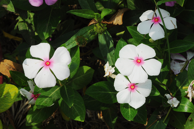 Điêu đứng tâm can trước vẻ đẹp cánh đồng hoa dừa cạn An Giang