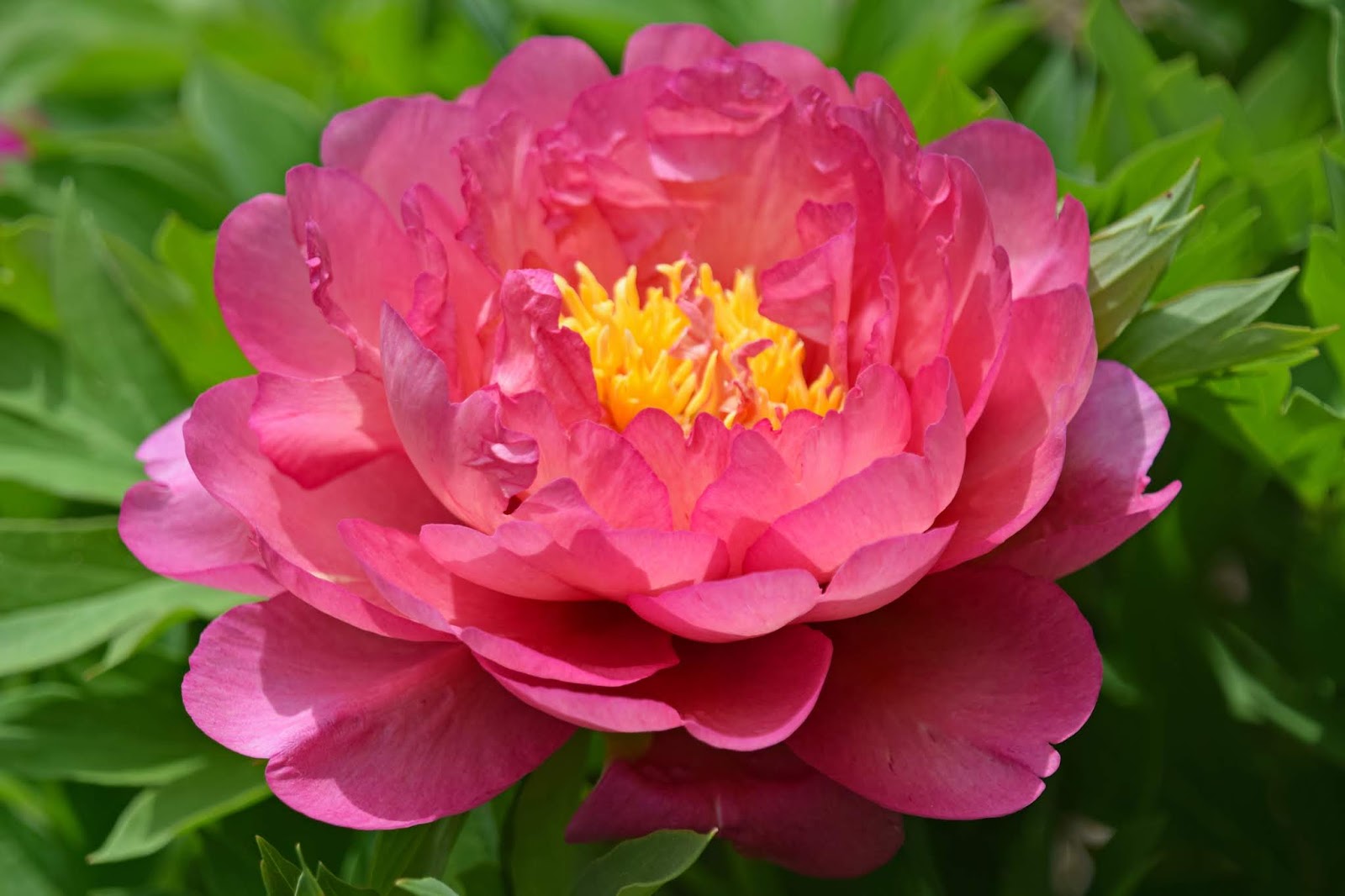 Southern Peony 2020 Intersectional Peony Blooms Week 4 Mid