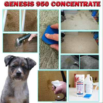 Best Pet Stain remover