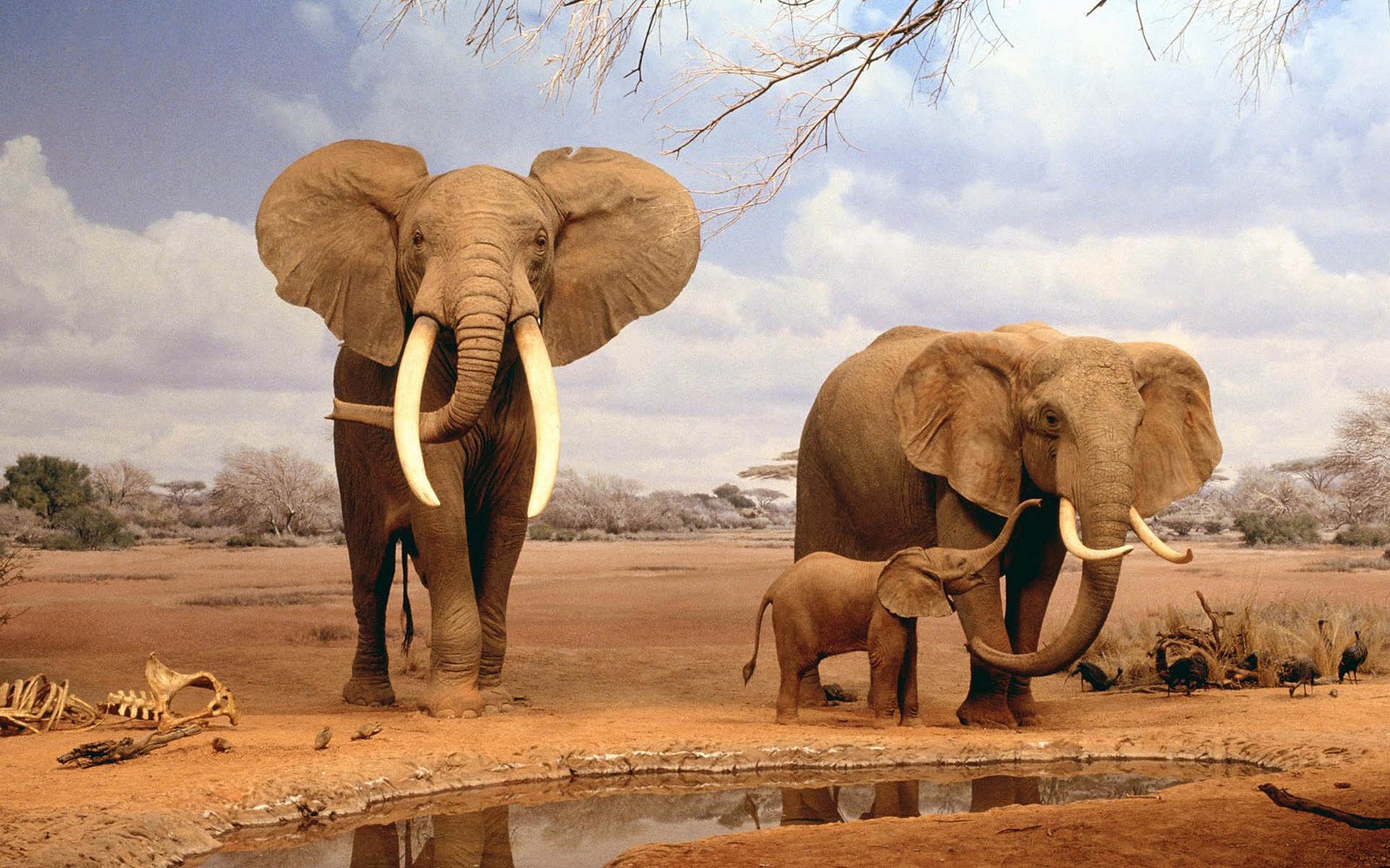 Elephant Tusk Wallpapers | Fun Animals Wiki, Videos ...