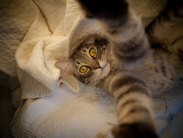 funny-animal-selfies-32-587deb705c5b7__605
