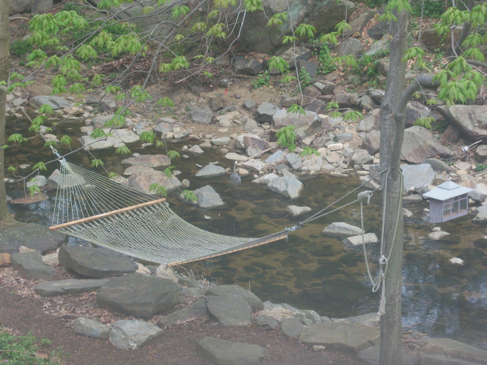 The Honest Hypocrite Blue Heron on Shellpot Creek