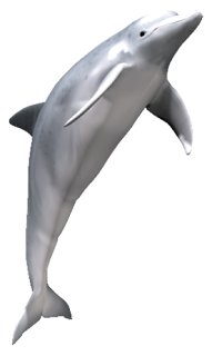 Delfin_ez%C3%BCst+delfin_2.png
