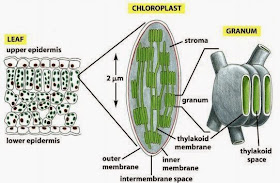 Reaksi terang dalam fotosintesis terjadi dalam….