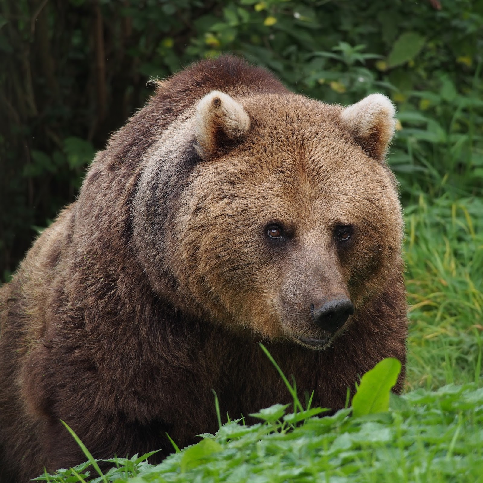 Abe s Animals Differences Between Brown Bears In North America Europe Abe s Animals Differences Between Brown Bears In North America Europe