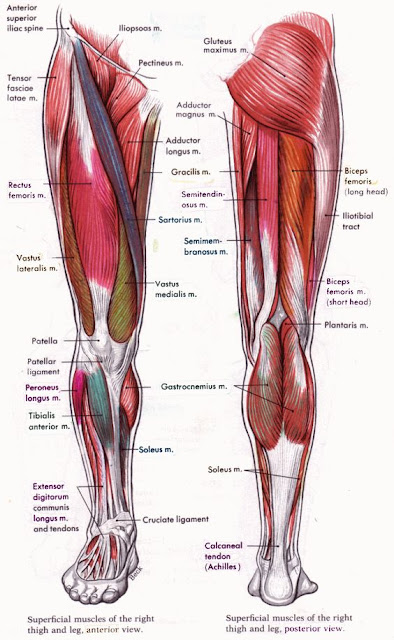 Leg Muscle
