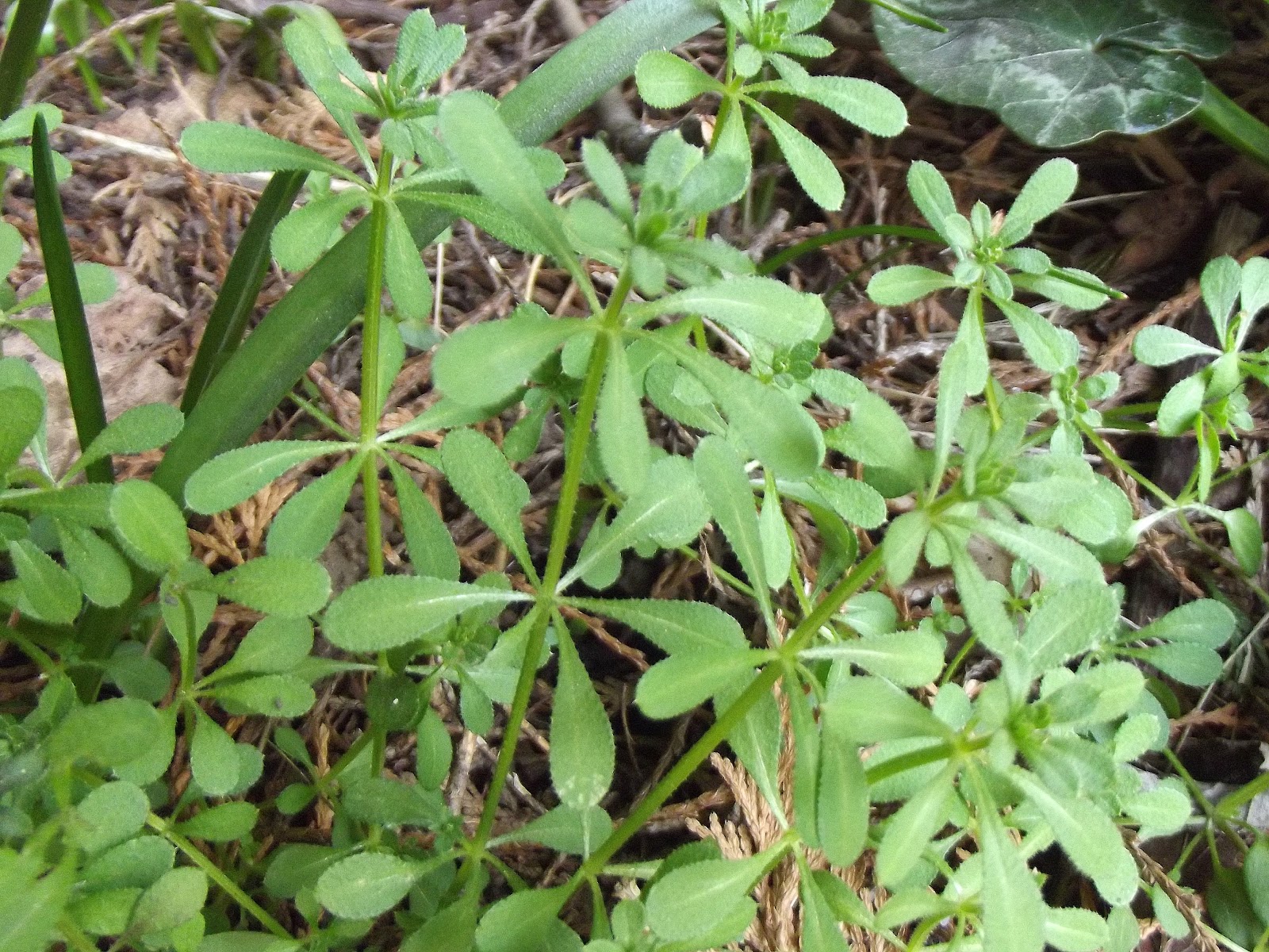 NomeGrown If you go down to the woods today...