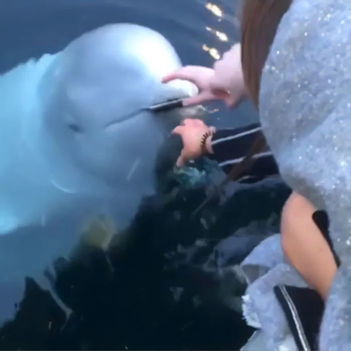 A Kind Beluga Whale Returned A Woman's Mobile That Was Accidentally Dropped Into Ocean